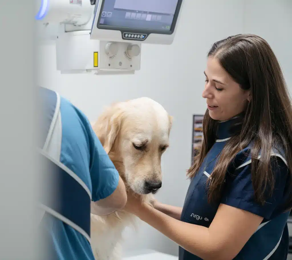 Exploración de un perro en la consulta