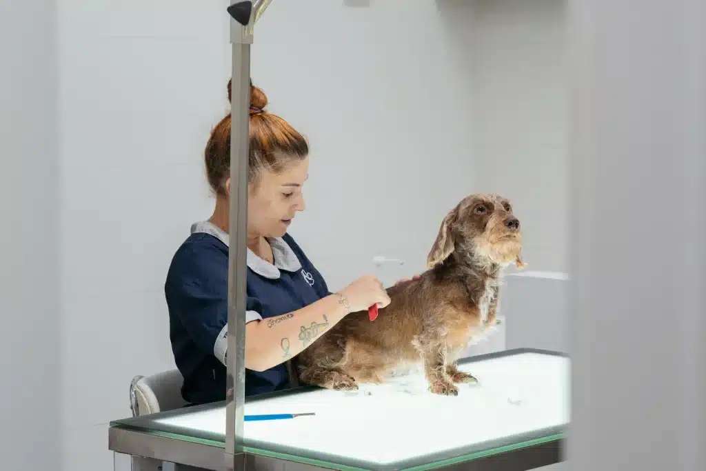 Una peluquera cepilla a un perro