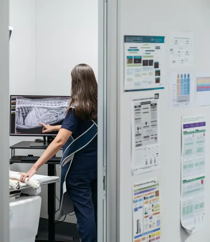 Una veterinaria revisa una radiografía en pantalla